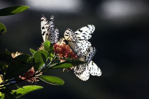  Butterfly Farm Penang  